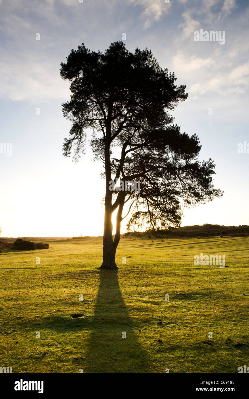 Un pin avec le soleil qui brille à travers les branches. Fait une belle silhouette de rétroéclairage et de premier plan l'ombre. Banque D'Images