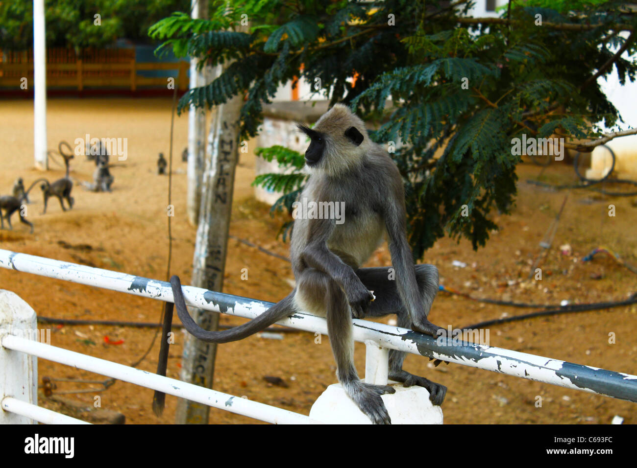 Monkey s'assit sur une clôture Banque D'Images