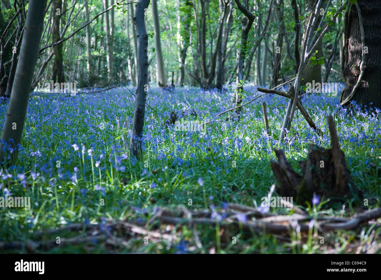 Bluebell Wood, Nofolk Ashwellthorpe UK Banque D'Images