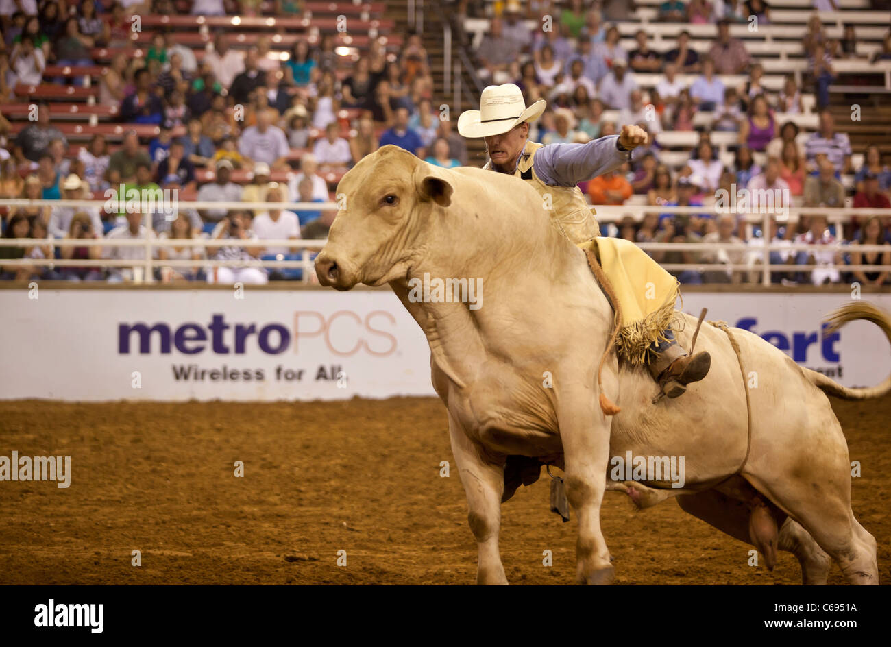 Rodeo Cowboy bull riding au Mesquite Championship Rodeo, Mesquite, Texas, États-Unis Banque D'Images