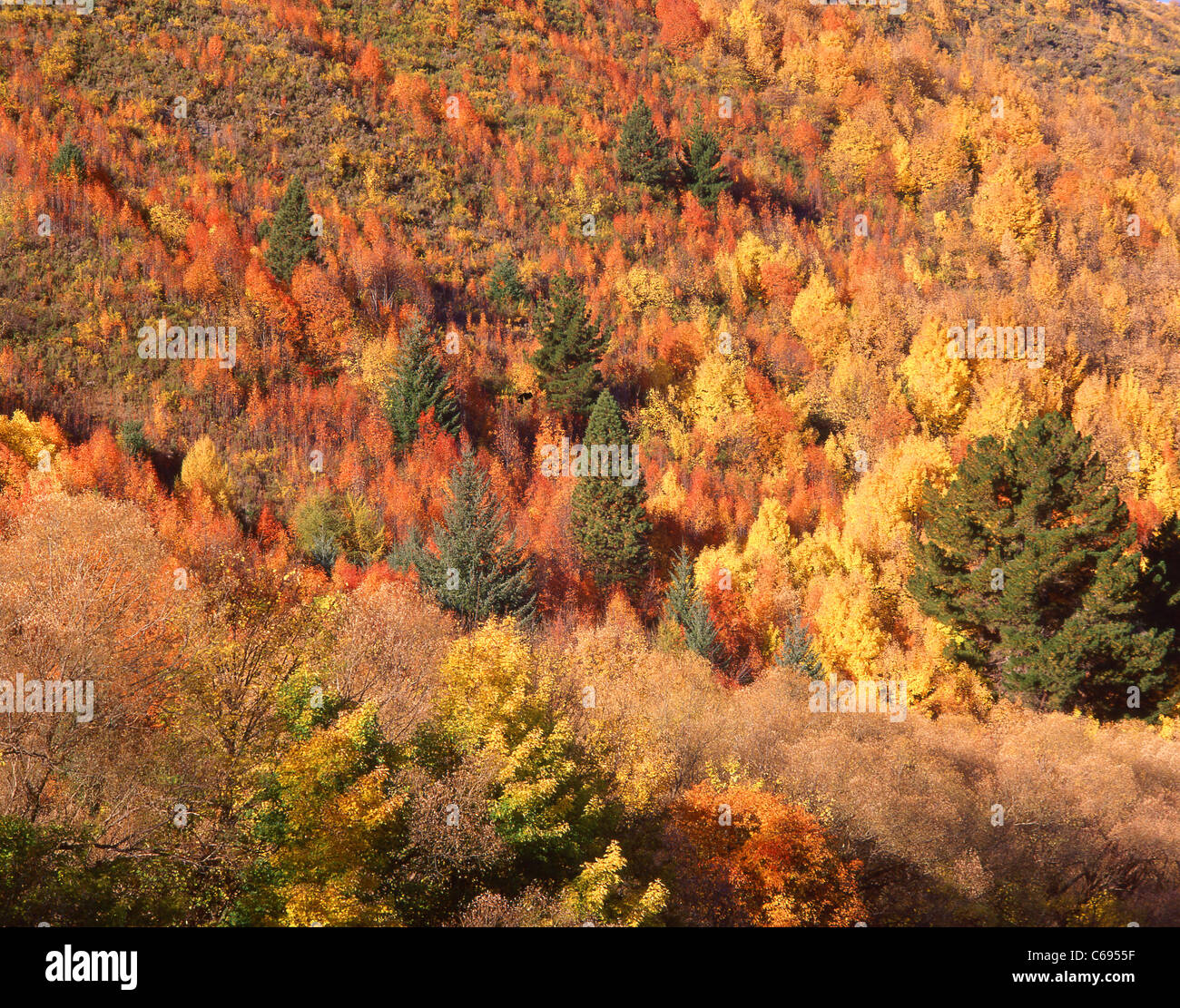 Hillside en couleurs de l'automne, Arrowtown, Région de l'Otago, île du Sud, Nouvelle-Zélande Banque D'Images