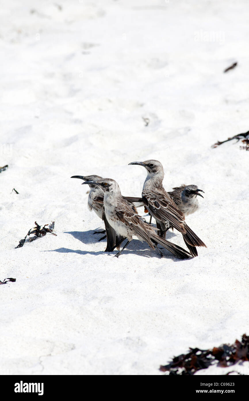 Mockingbirds Espanola sur la plage de Gardner Bay, l'île d'Espanola, Galapagos Banque D'Images