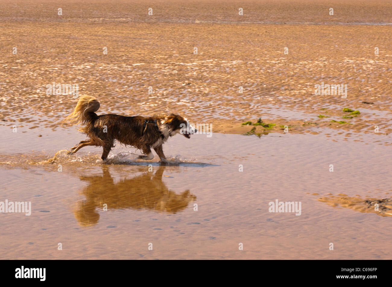 Un border collie chien qui court sur la plage de Wells-next-the-sea , Norfolk , Angleterre , Angleterre , Royaume-Uni Banque D'Images