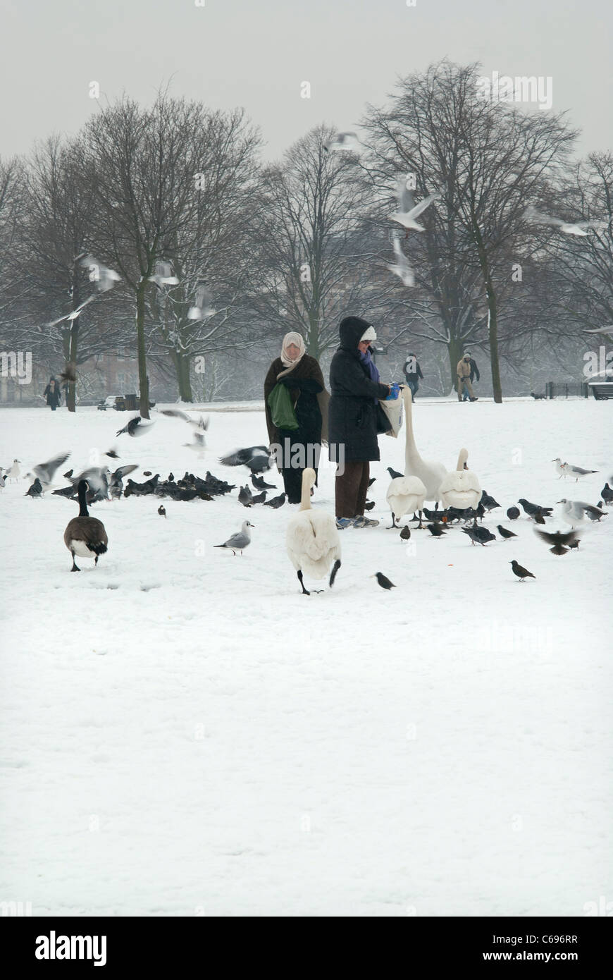 Les cygnes et Pigeon étant entraînée dans Hyde Park à côté du bassin rond avec de la neige au sol Banque D'Images