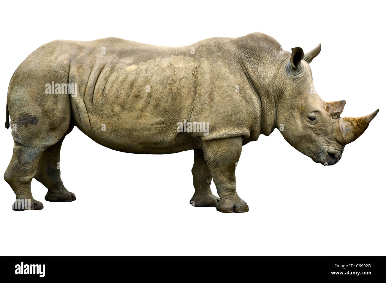 Rhinoceros Rhino cut out. Vue depuis le côté. Gros plan (macro) Banque D'Images