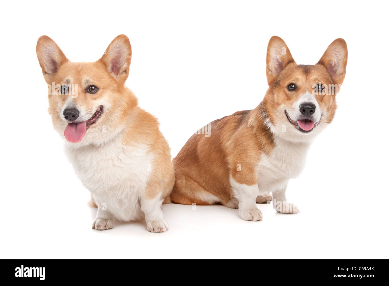 Pembroke Welsh Corgi devant un fond blanc Banque D'Images