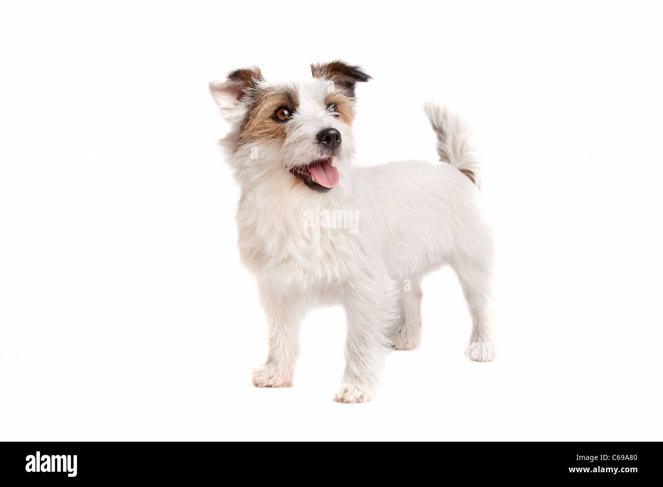 Jack Russel terrier chien sur un fond blanc Banque D'Images