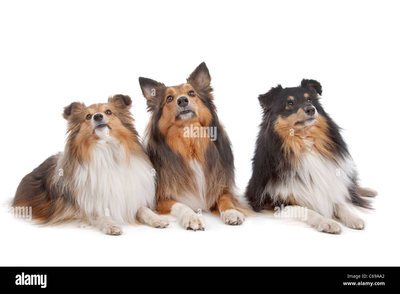 Shetland Sheepdogs devant un fond blanc Banque D'Images