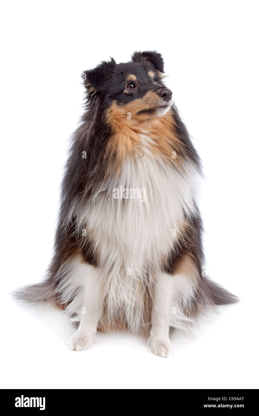 Shetland Sheepdogs devant un fond blanc Banque D'Images