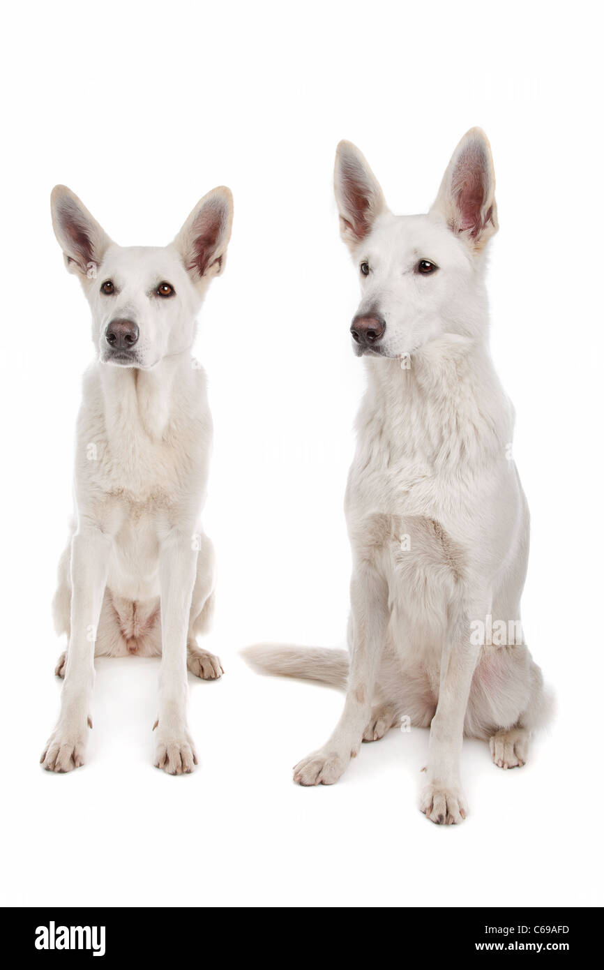 Deux chiens de berger blanc devant un fond blanc Banque D'Images