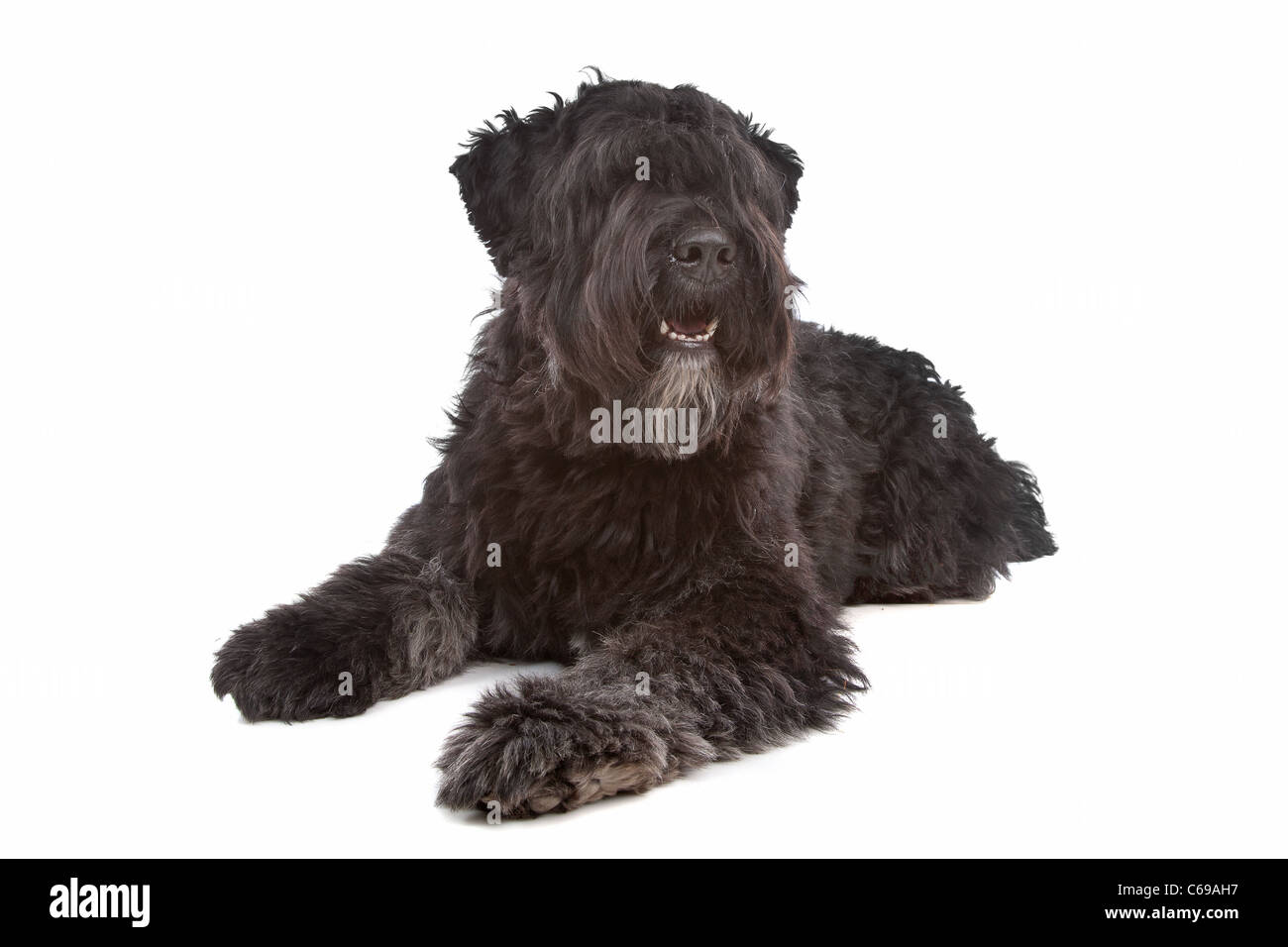 Bouvier des Flandres devant un fond blanc Banque D'Images