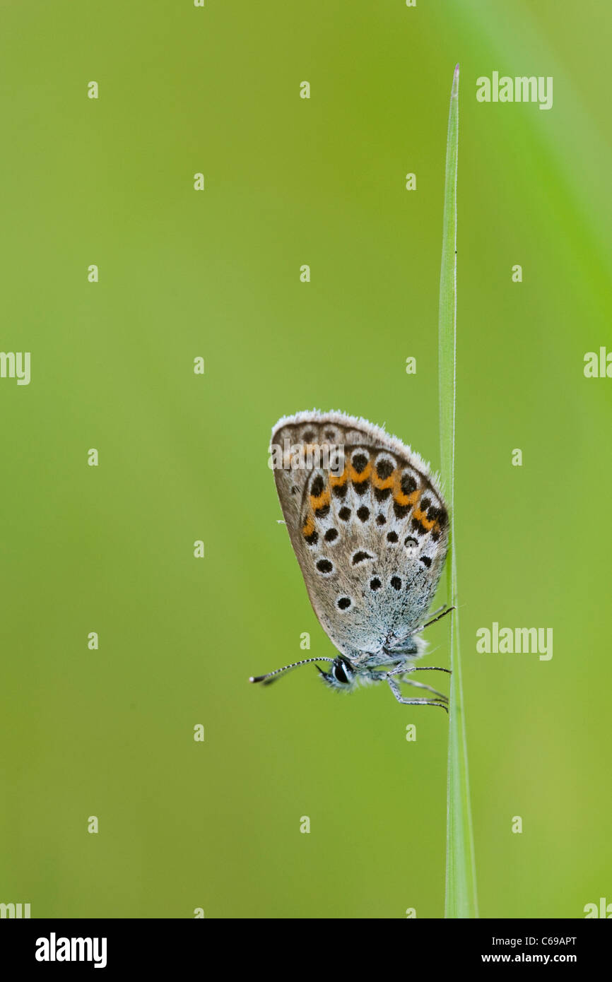 Les Idas Plebejus idas (bleu) dans l'herbe Banque D'Images