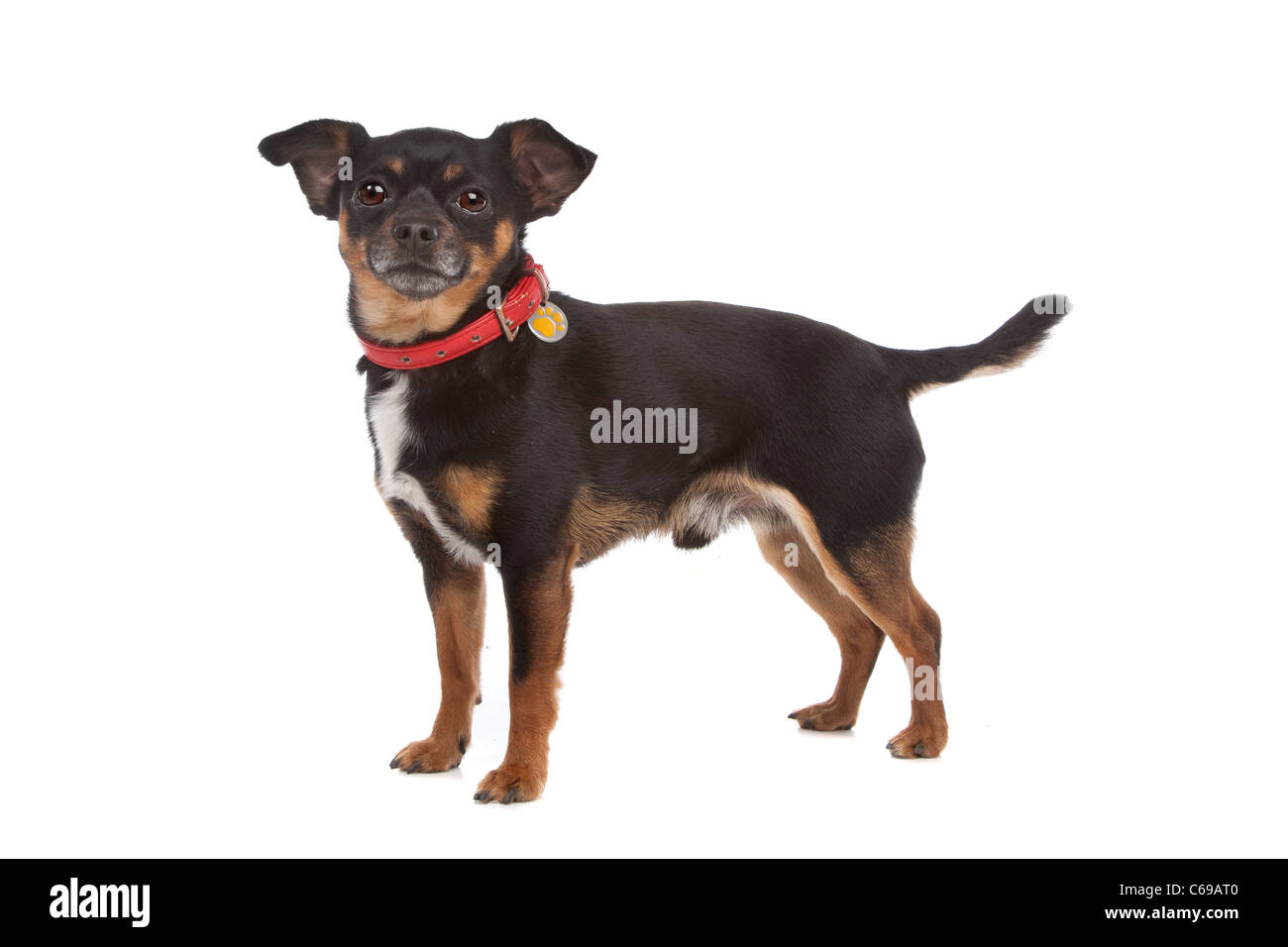Chihuahua dog devant un fond blanc Banque D'Images