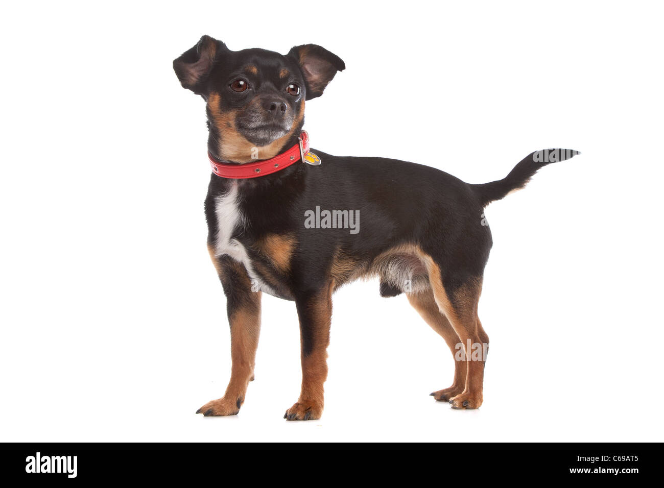 Chihuahua dog devant un fond blanc Banque D'Images
