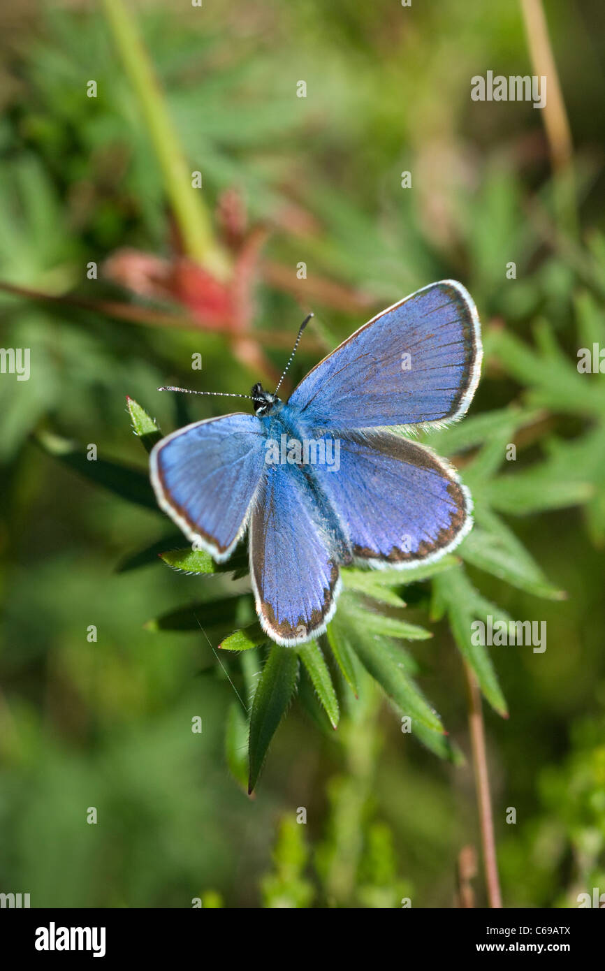 Les Idas Plebejus idas (bleu) sur fleur Banque D'Images