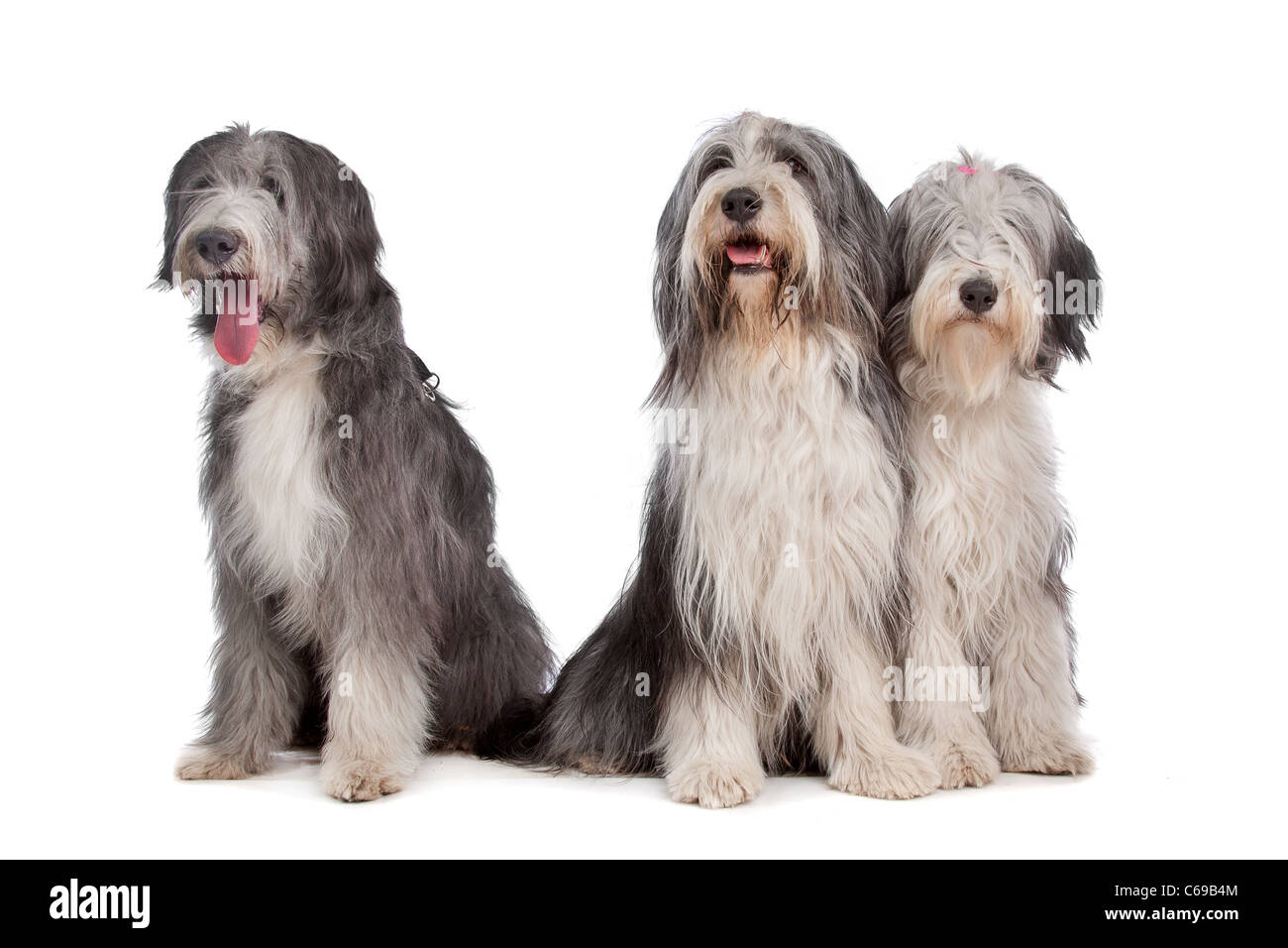 Trois chiens Colley barbu devant un fond blanc Banque D'Images