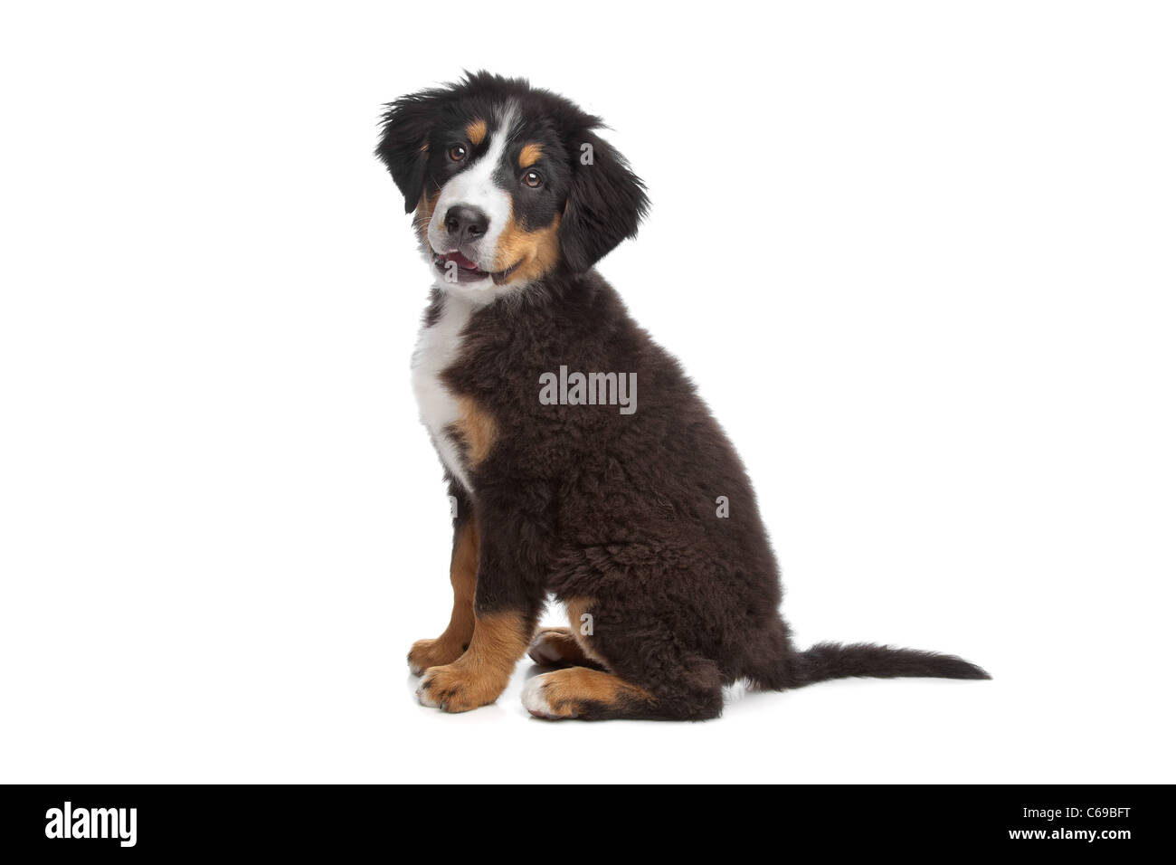 Chiot devant un fond blanc Banque D'Images
