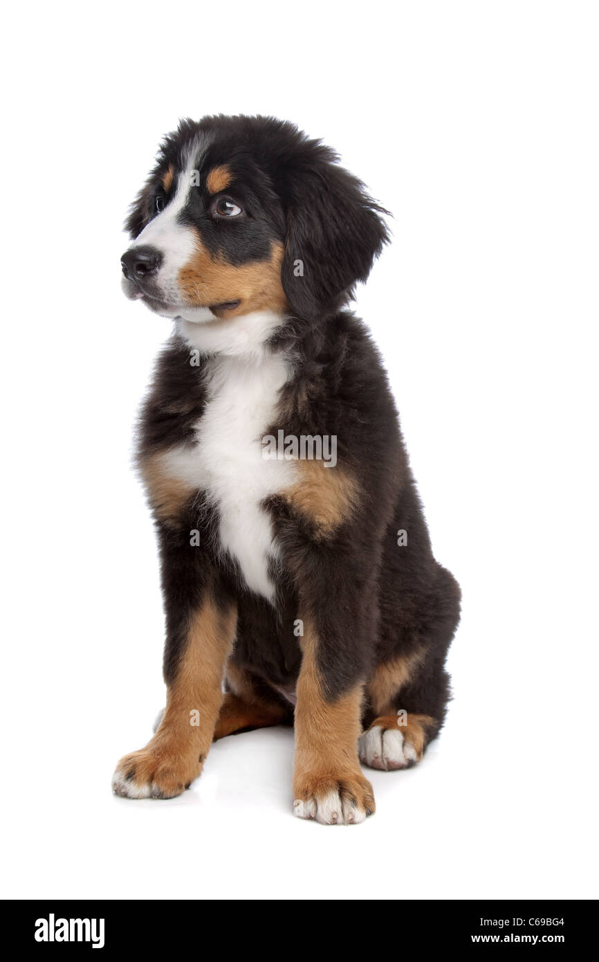 Chiot devant un fond blanc Banque D'Images