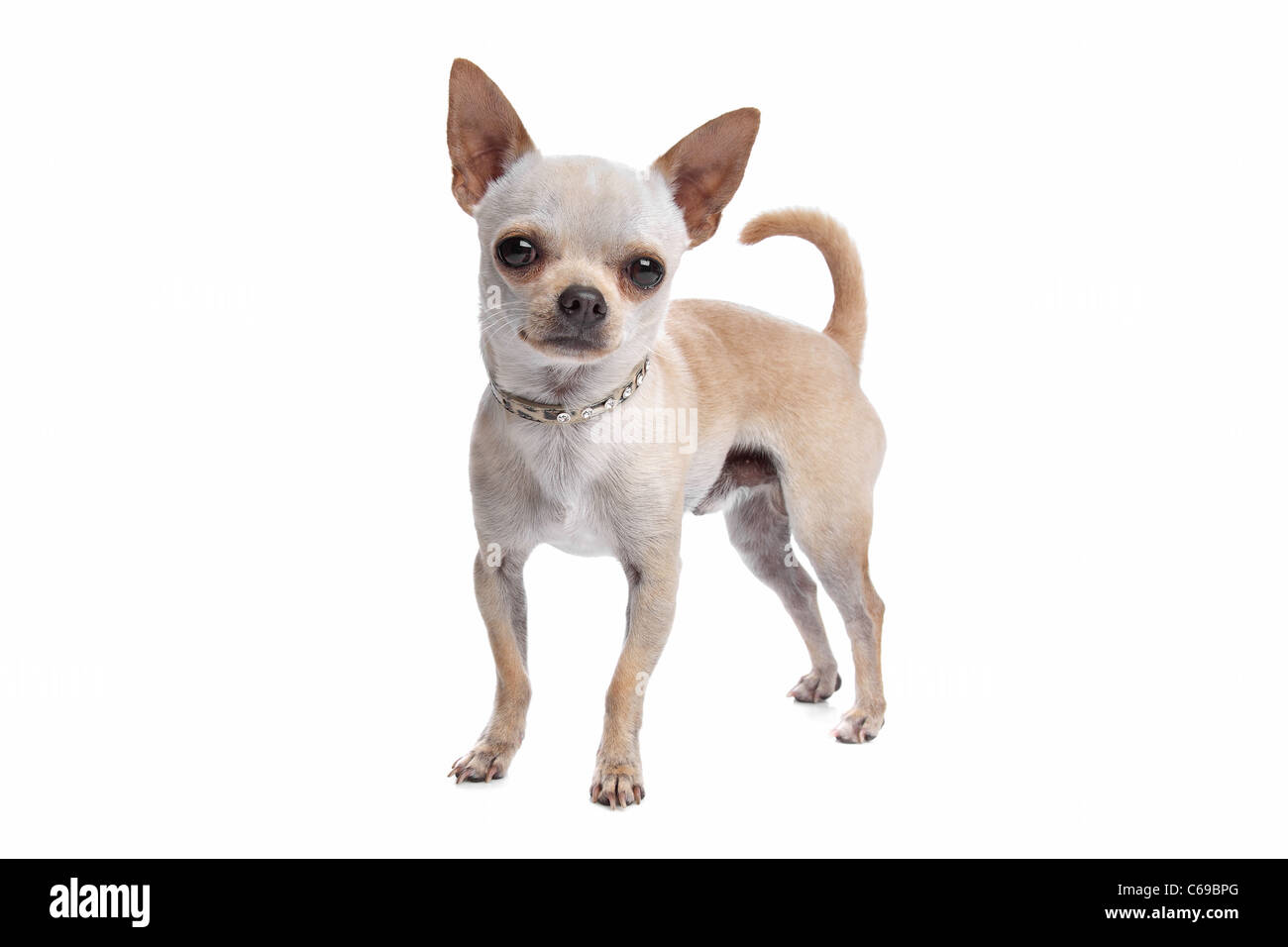 Chihuahua poil court devant un fond blanc Banque D'Images