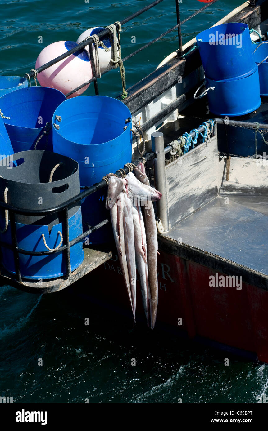 Les anguilles mortes Congar à l'arrière du chalutier Dartmouth, pêche, voile, des prises, du déchargement, de l'industrie,les fruits de mer, coquillages Banque D'Images