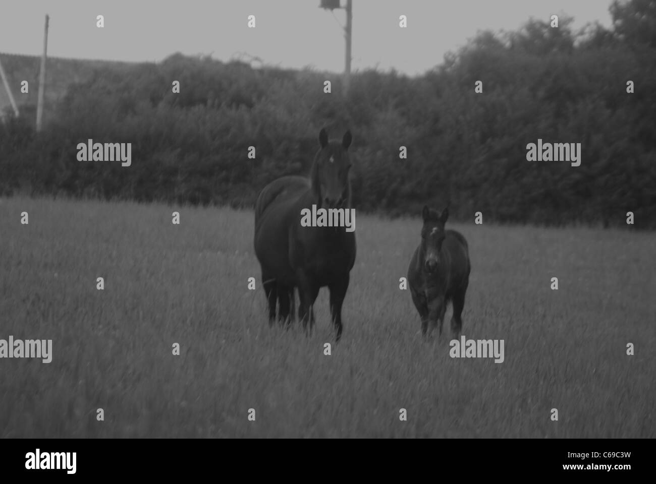 Photo noir et blanc de cheval noir et son poulain dans un champ Banque D'Images