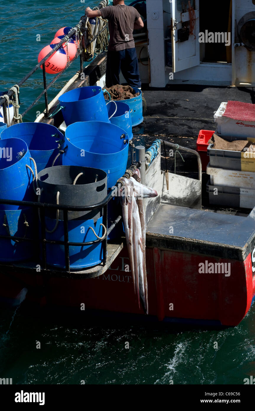 L'anguille congre morts à l'arrière du chalutier Dartmouth, pêche, voile, des prises, du déchargement, de l'industrie, des bateaux chalutier,SC66 à Dartmouth Banque D'Images