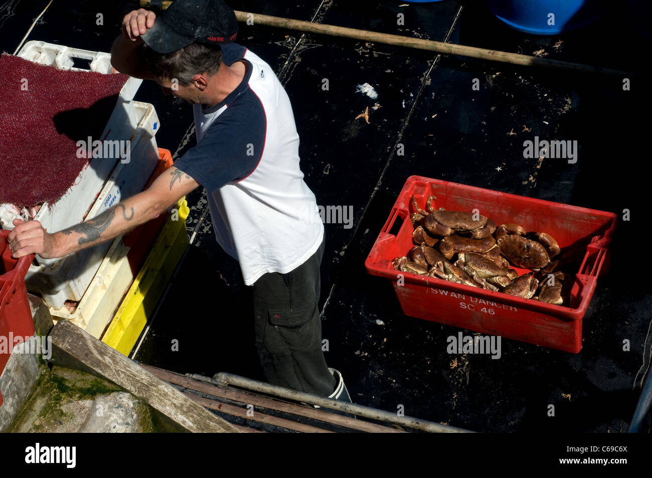 Les crabes sur Devon Devon ,chalutier de pêche,, bateau, attraper, de déchargement, de l'industrie, des bateaux,Crabiers chalutier,SC66 dans le port de Dartmouth Banque D'Images