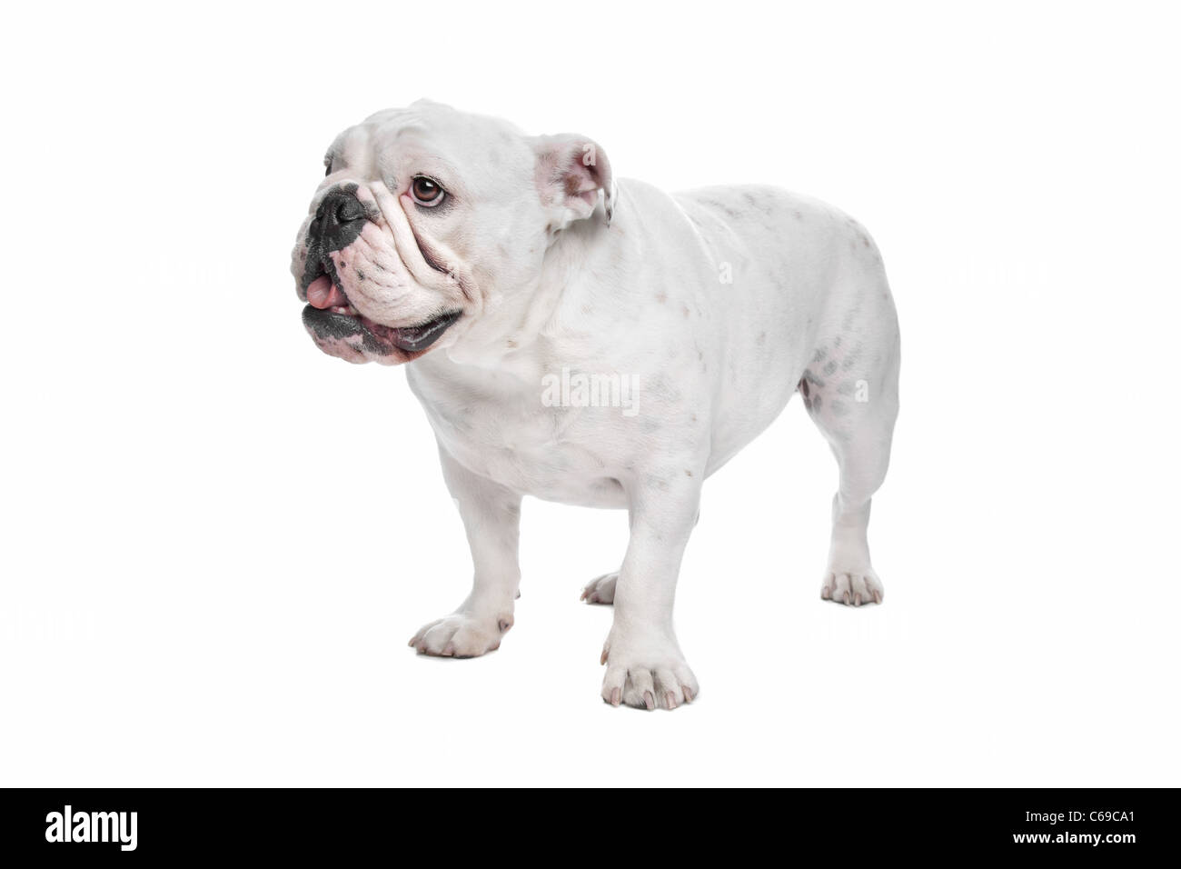 Bulldog anglais devant un fond blanc Banque D'Images