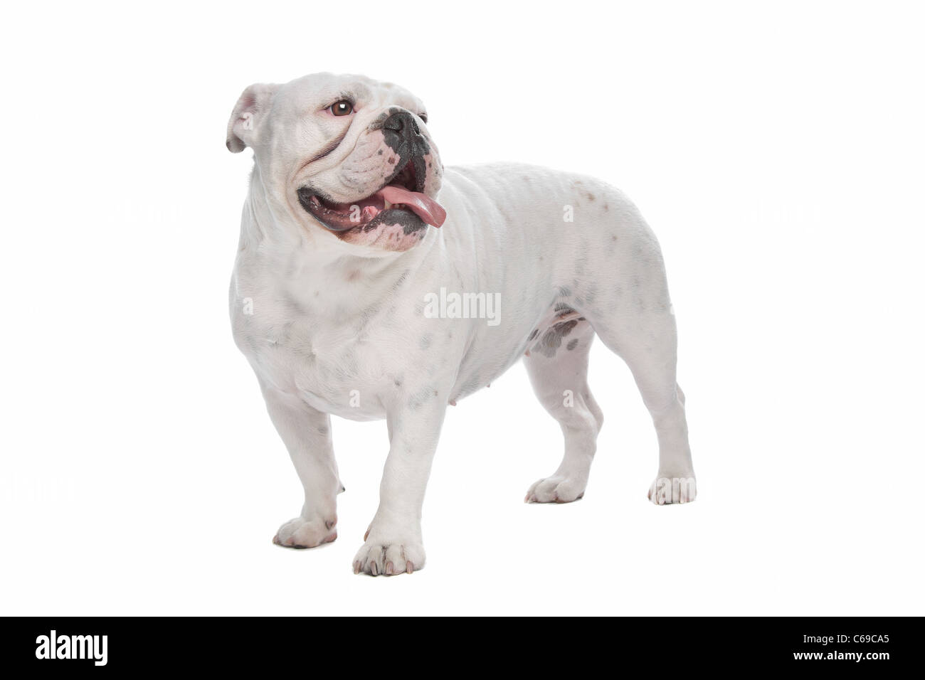 Bulldog anglais devant un fond blanc Banque D'Images
