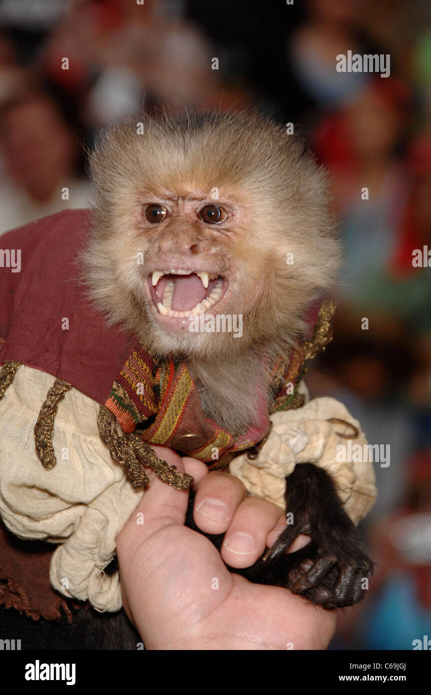 Singe Capucin Aux Arrivees Pour Pirates Des Caraibes Sur Stranger Tides Premiere Disneyland Anaheim Ca Le 7 Mai 2011 Photo Par Michael Germana Everett Collection Photo Stock Alamy