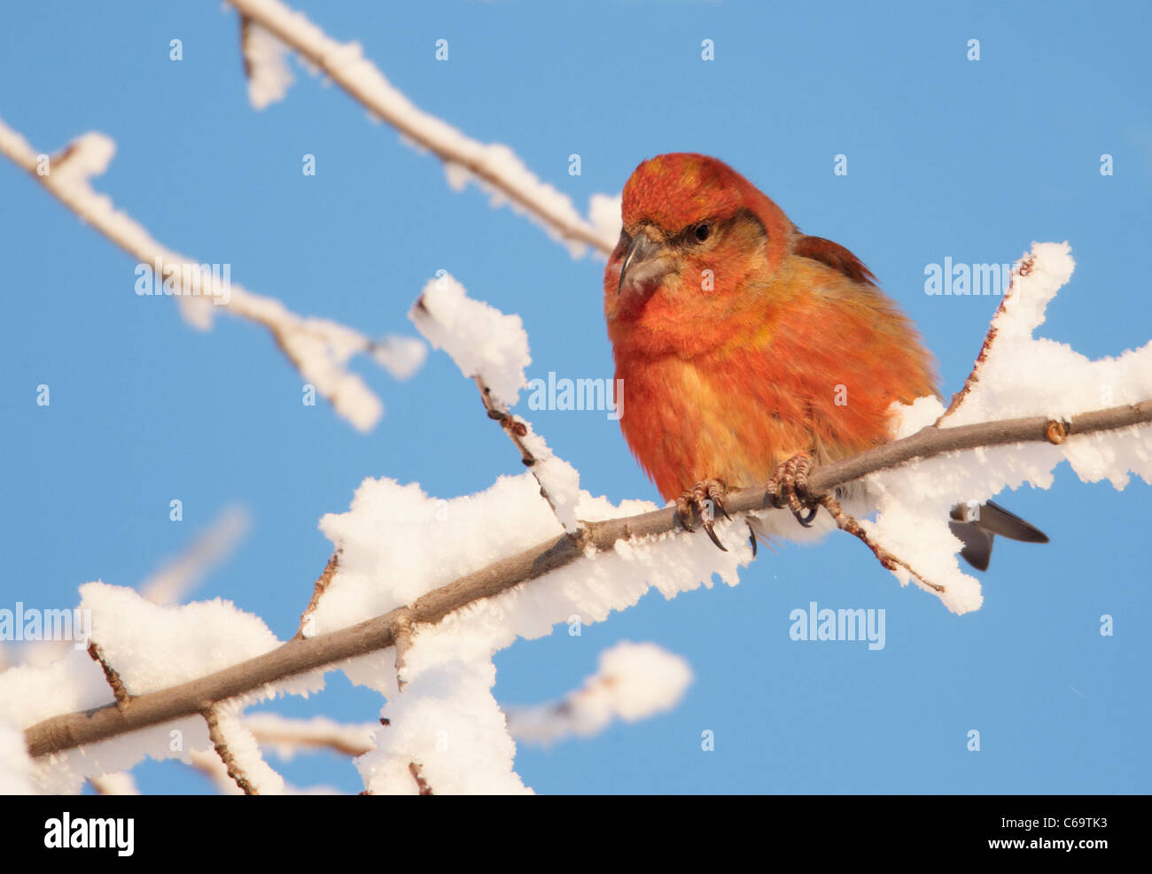 Bec-croisé des sapins, commune (Loxia curvirostra). Homme perché sur un rameau de neige. Banque D'Images Bec-croisé des sapins, commune (Loxia curvirostra). Homme perché sur un rameau de neige. Banque D'Images