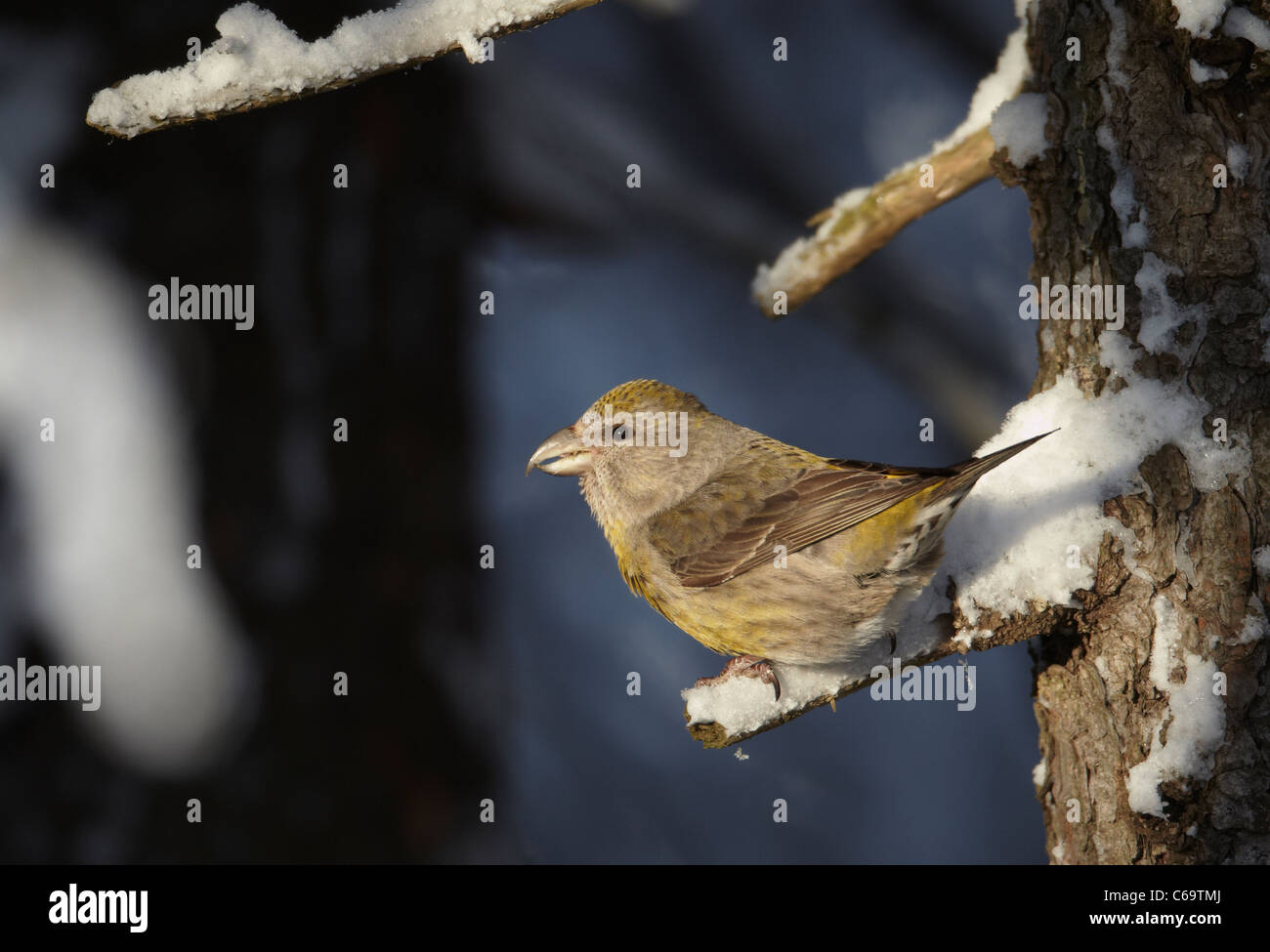 Bec-croisé des sapins, commune (Loxia curvirostra). Femme perché sur un rameau de neige. Banque D'Images Bec-croisé des sapins, commune (Loxia curvirostra). Femme perché sur un rameau de neige. Banque D'Images