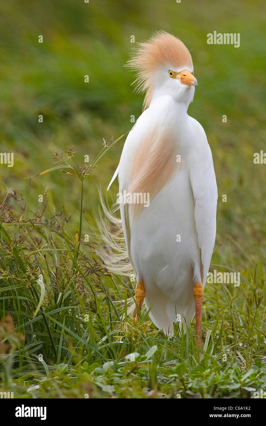 Héron garde-boeuf, Buff-soutenu (Bubulcus ibis Héron, Ardeola ibis). Des profils debout dans le vent. Banque D'Images