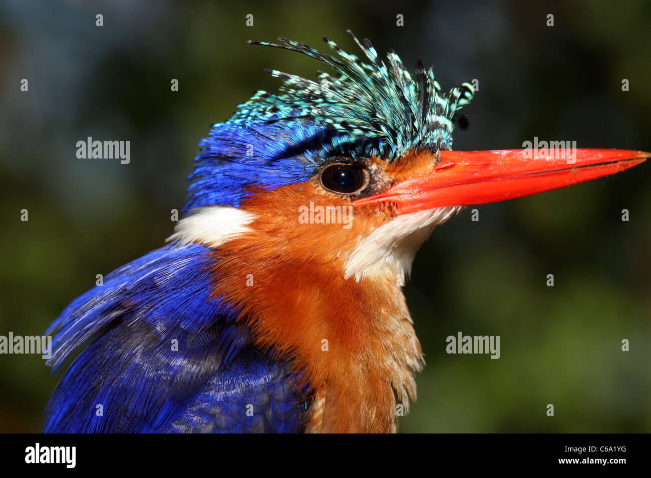 Martin-pêcheur huppé Alcedo cristata, Éthiopie, Banque D'Images