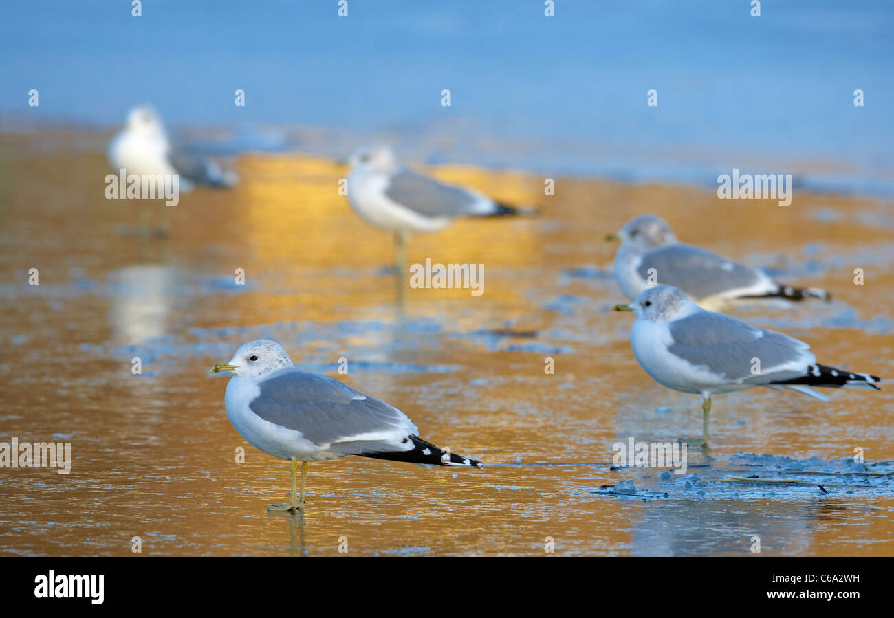 Goéland cendré (Larus canus). Dans le groupe non-nuptiale debout sur la glace. Banque D'Images Goéland cendré (Larus canus). Dans le groupe non-nuptiale debout sur la glace. Banque D'Images