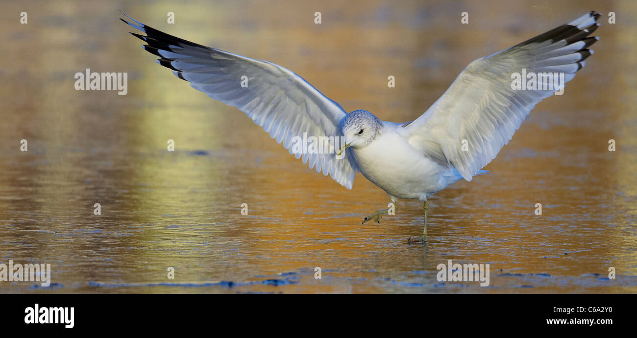 Goéland cendré (Larus canus) en plumage non-reproduction à l'atterrissage sur la glace. Banque D'Images Goéland cendré (Larus canus) en plumage non-reproduction à l'atterrissage sur la glace. Banque D'Images