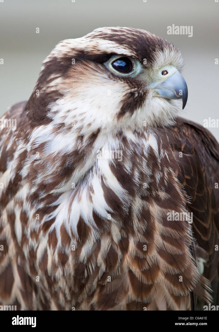 Faucon lanier (Falco biarmicus) Banque D'Images