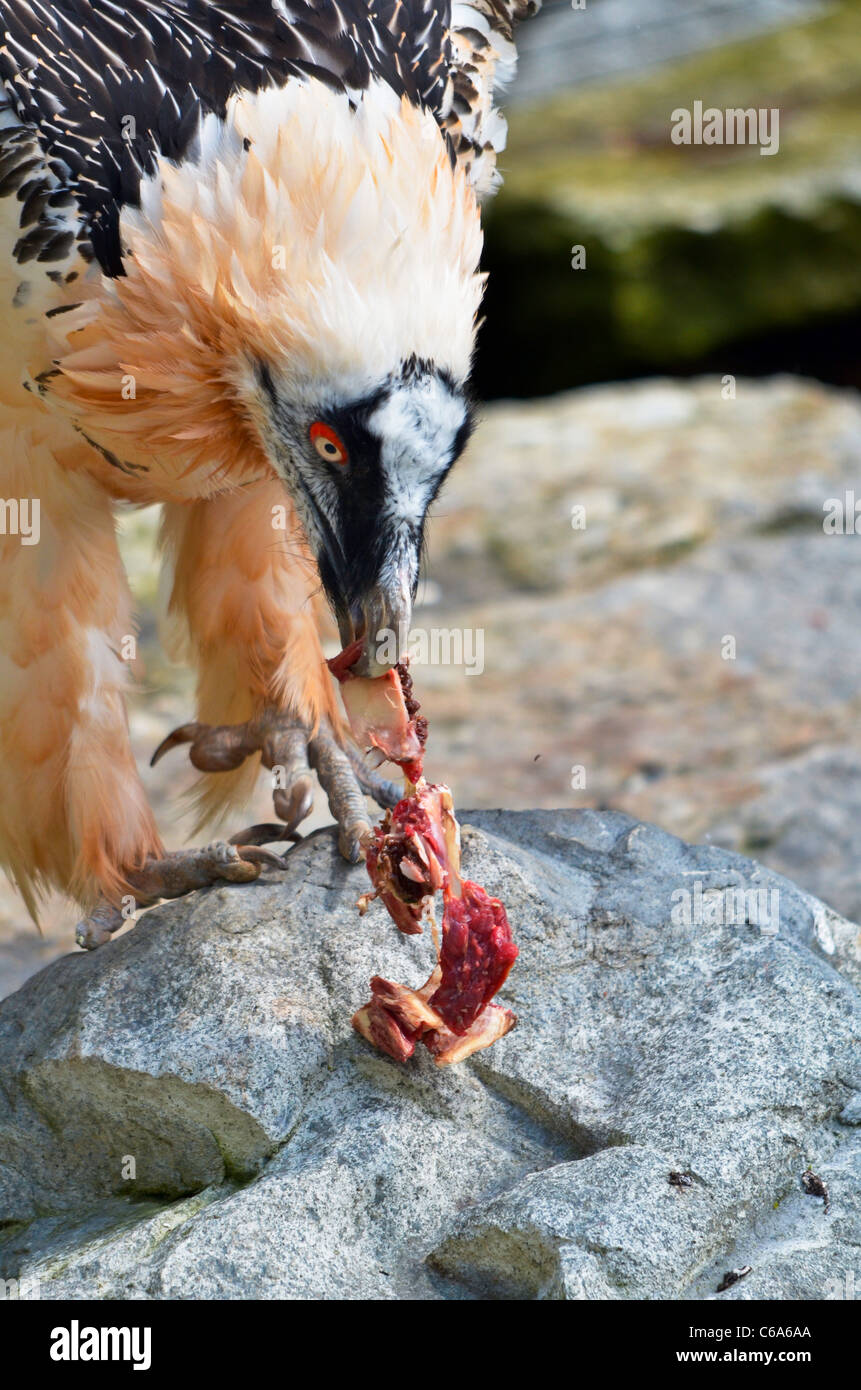 C'est un gypaète barbu qui est menacé d'extinction en Europe Banque D'Images
