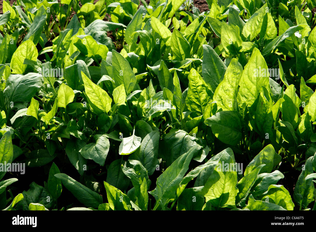 Parcelle de terrain végétale de l'épinard (Spinacia oleracea), légumes jardin. Banque D'Images