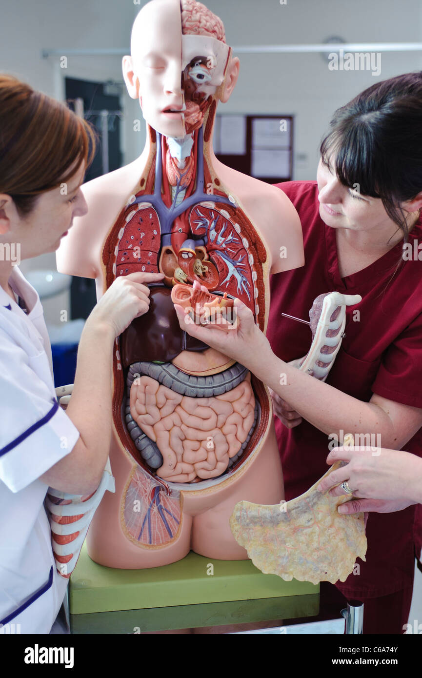 Blanc femelle étudiantes infirmières et l'enseignant en interaction avec l'anatomie humaine modèle anatomique Banque D'Images