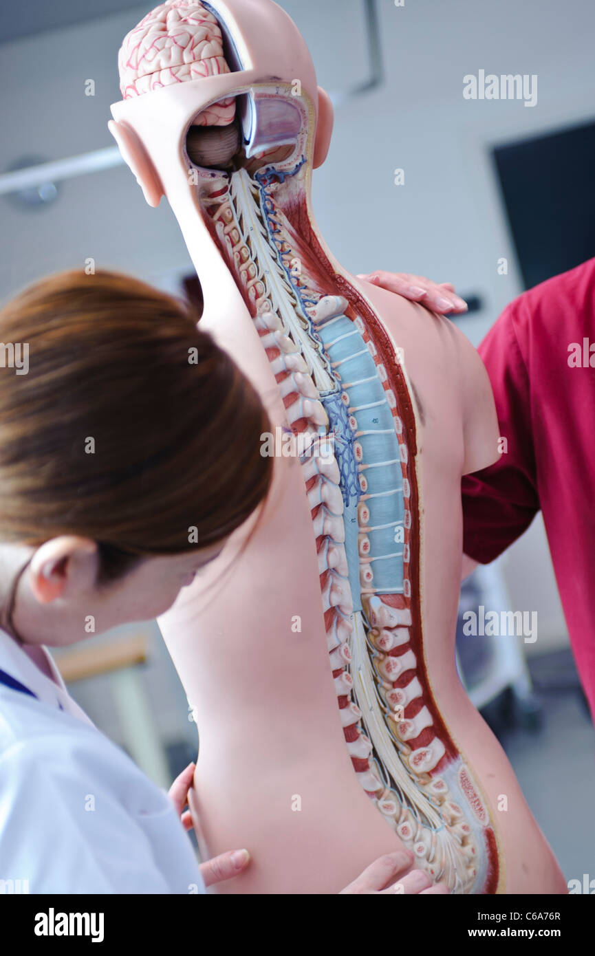 Blanc femelle étudiantes infirmières et l'enseignant en interaction avec l'anatomie humaine modèle anatomique Banque D'Images