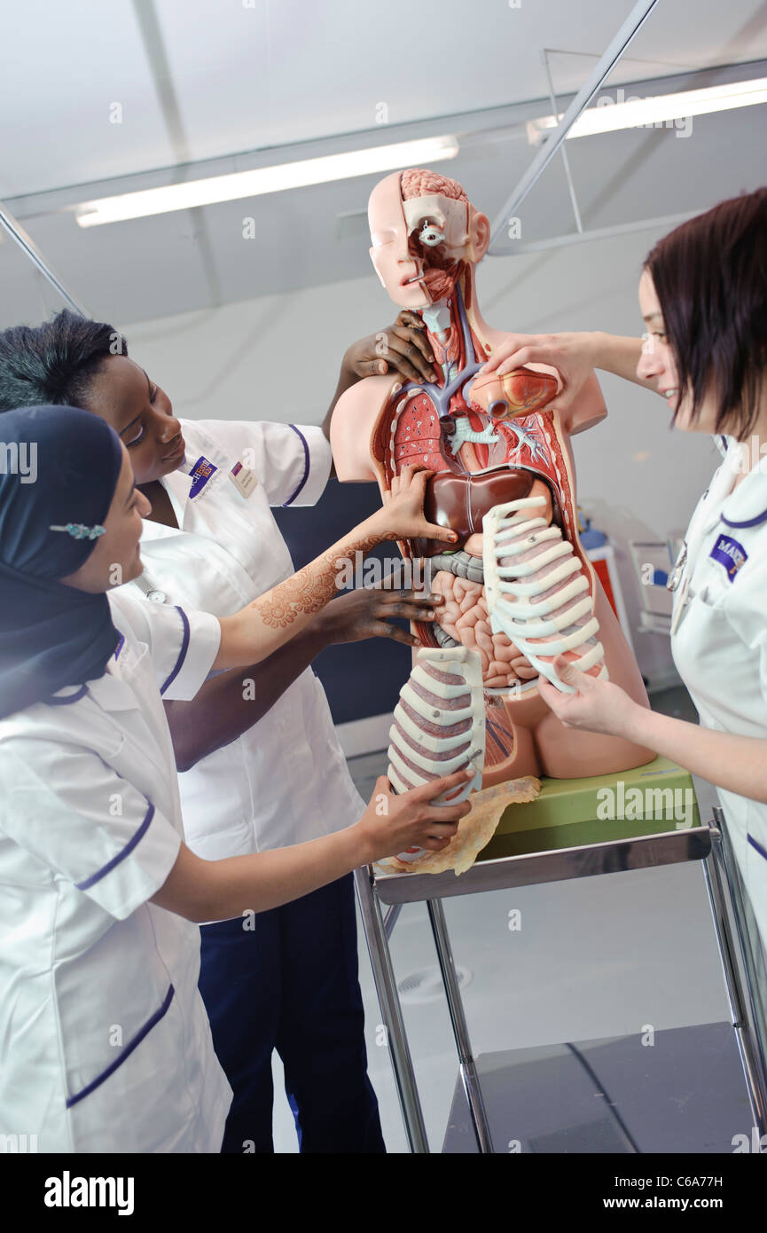 Mixed Race femelle étudiantes infirmières en interaction avec les droits de l'anatomical model Banque D'Images