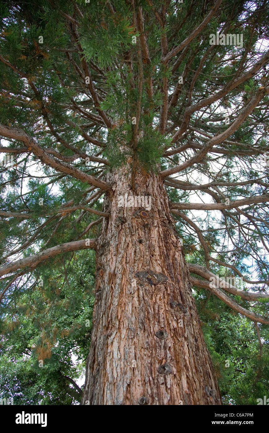 Arbre généalogique Wellingtonia Banque D'Images