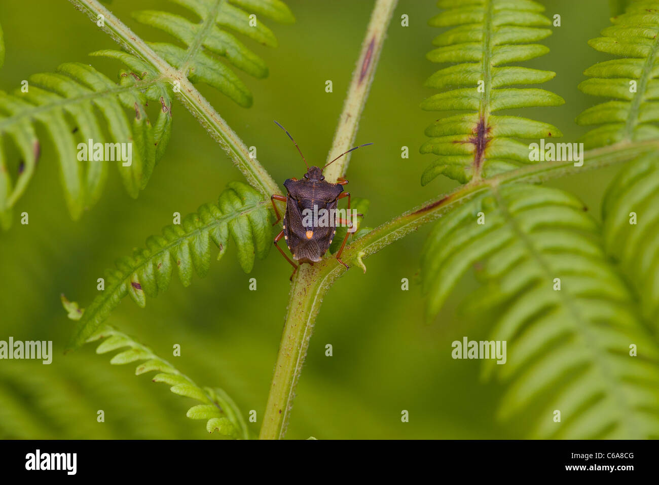 Pentatoma rufipes - Forest bug Banque D'Images