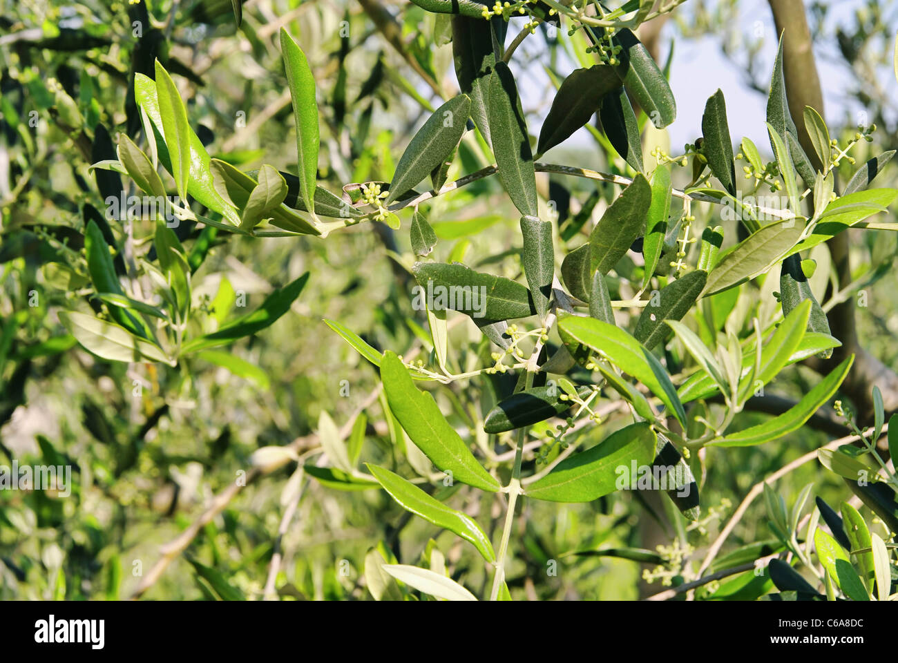 Bluete Olivenbaum - olive tree blossom 04 Banque D'Images