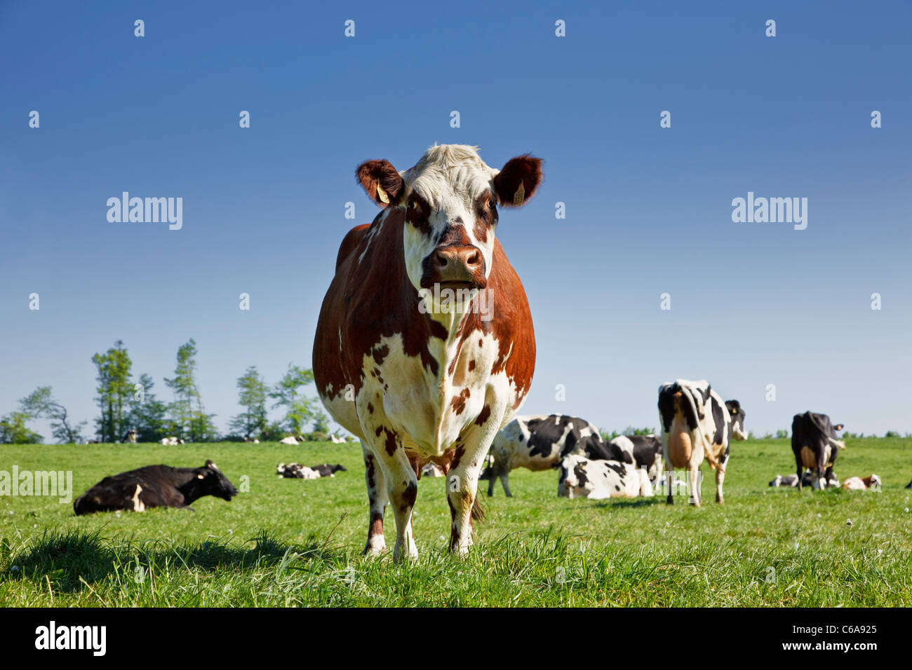 Vache laitière dans un champ Banque D'Images