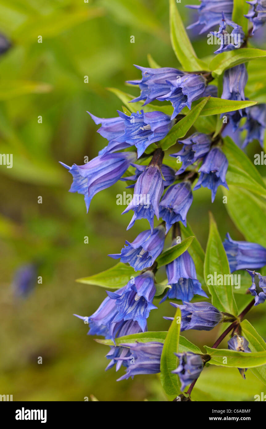 Willow : Gentiana asclepiadea Gentiane Banque D'Images