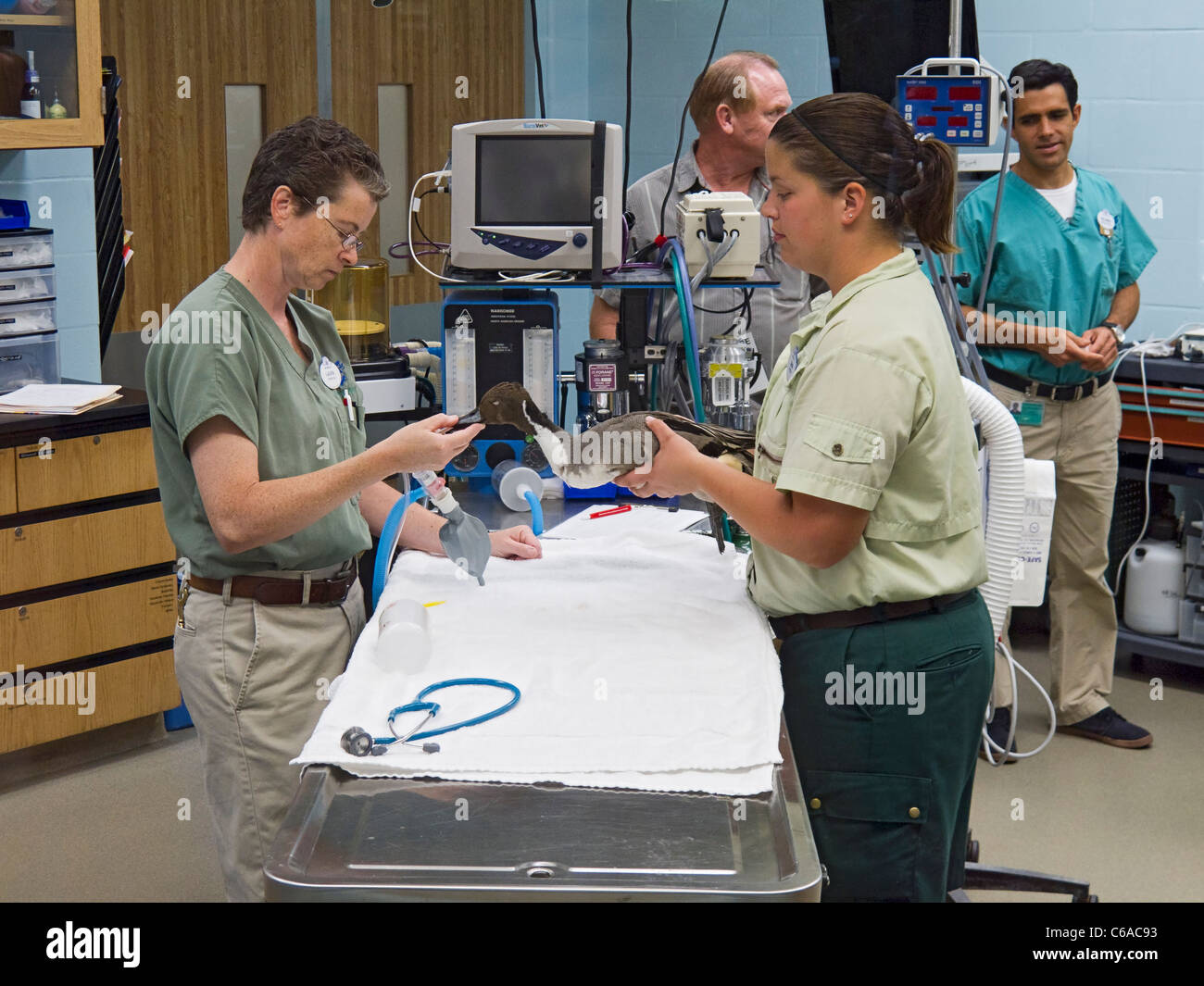Les vétérinaires le traitement d'un canard à la santé animale et soins, Rafiki's Planet Watch, Disney's Animal Kingdom. Disney World (Floride) Banque D'Images