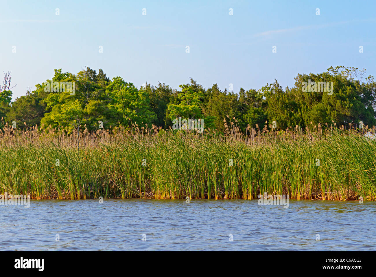 Arbres en bois dur Banque de photographies et d’images à haute résolution Alamy