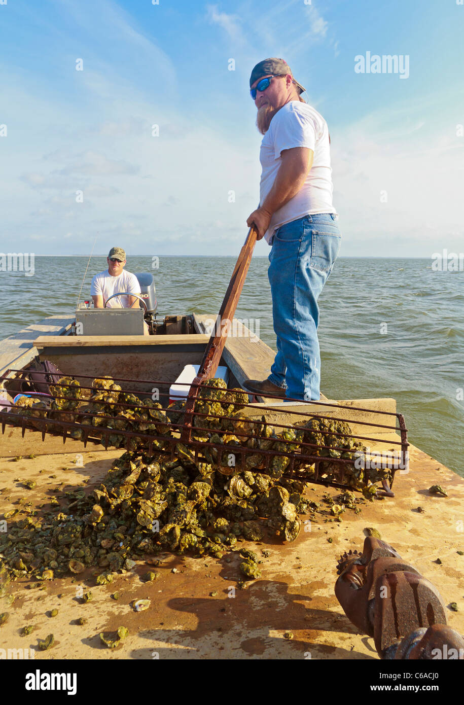 Travailler avec les pêcheurs d'huîtres de la récolte traditionnelle de la pince et des paniers dans la baie d'Apalachicola Banque D'Images